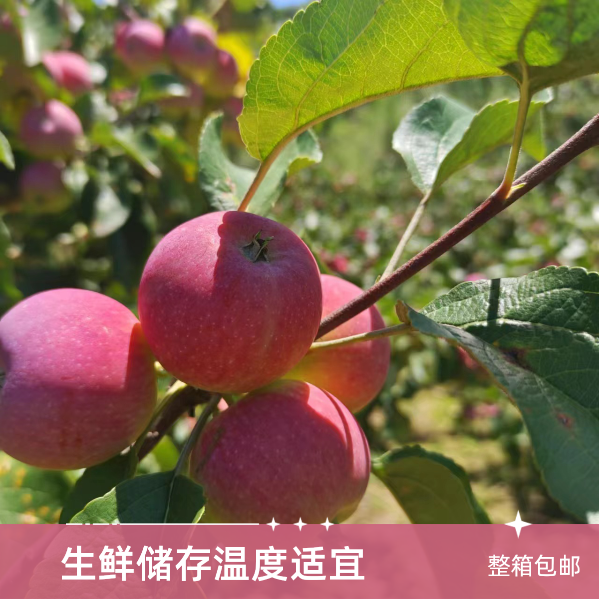 甘肃天水特产沙果小苹果海棠果林秋鸡心果3斤5斤装整箱包邮