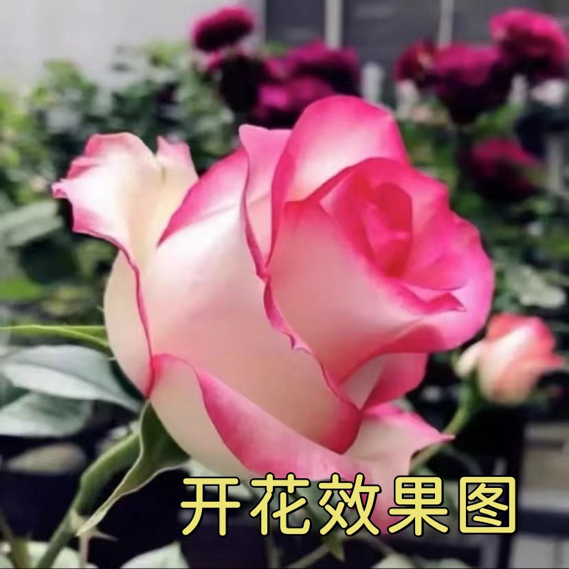 【肥彪专享】【艾莎】阳台庭院栽种可盆栽多季节开花