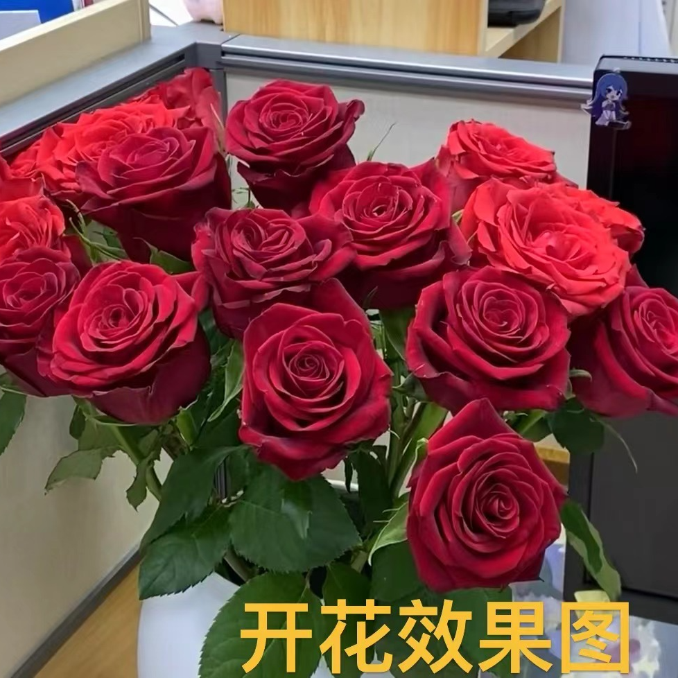 【肥彪专享】【红丝绒】多季节开花花苞发货阳台庭院栽种可盆栽可地栽