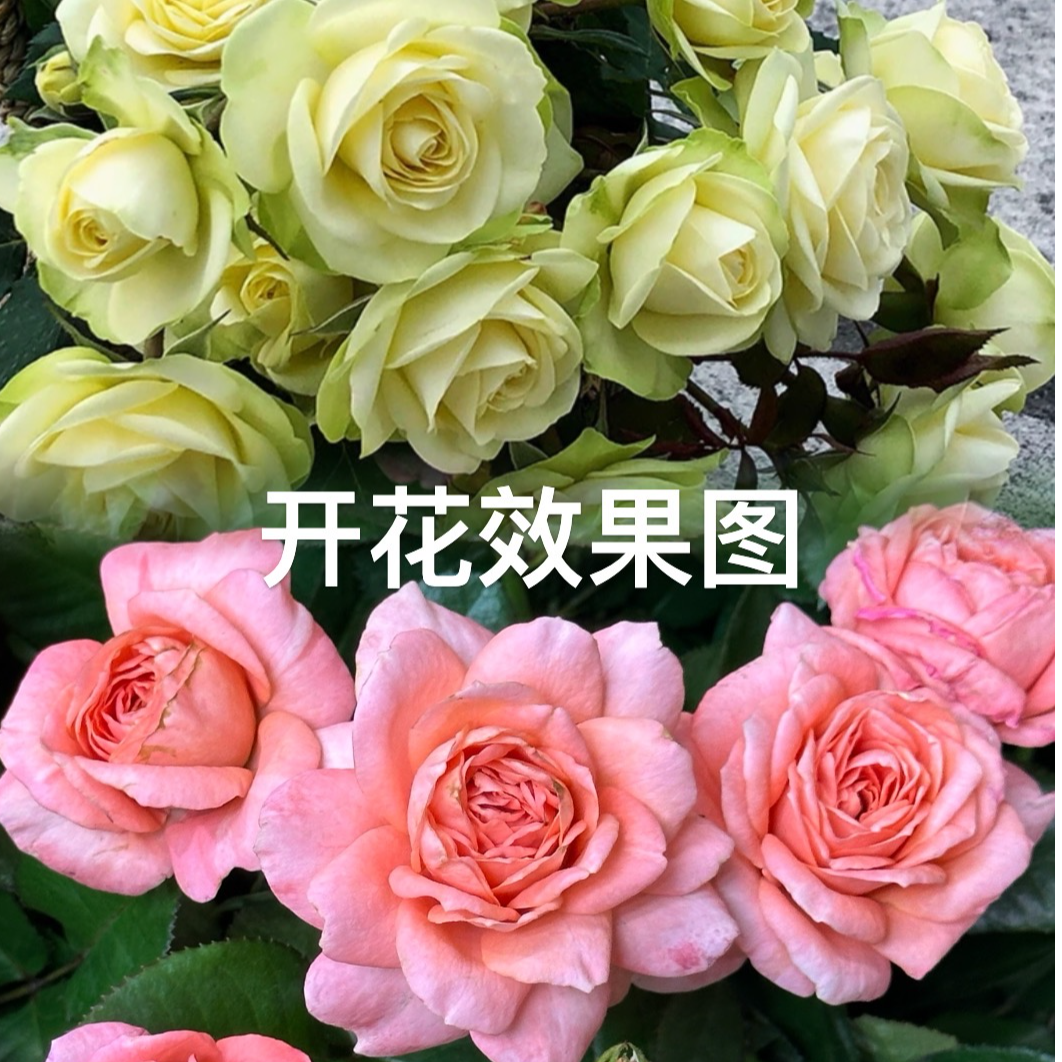 【肥彪专享】【三文鱼】＋【苹果绿】阳台庭院栽种可盆栽多季节开花