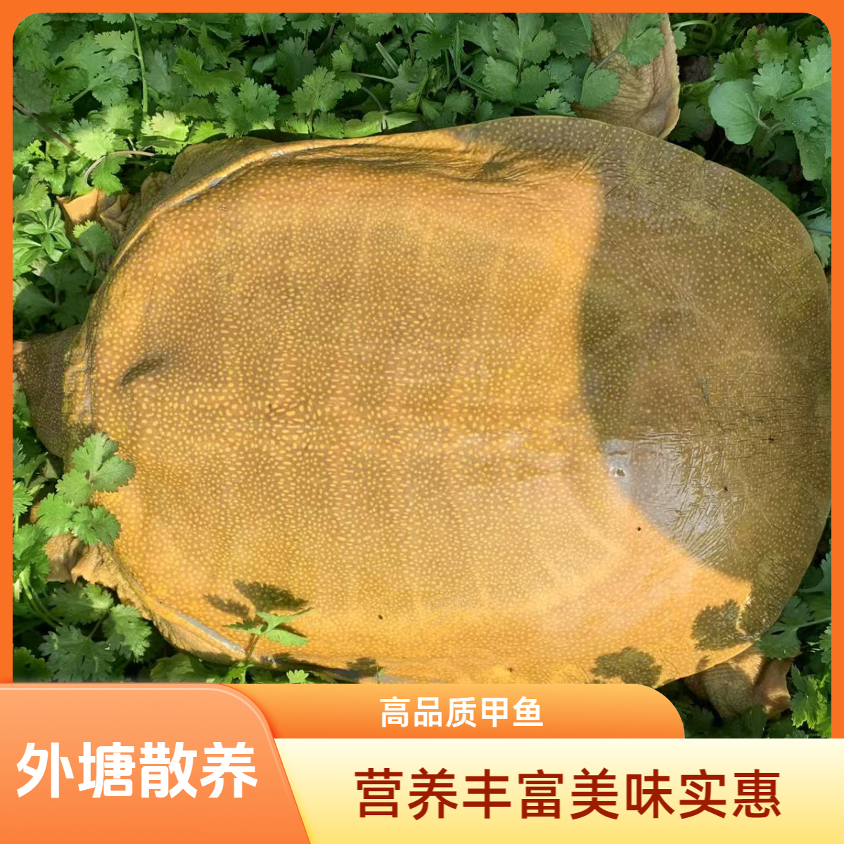 （直播间专用链接一物一拍）鲜活甲鱼团鱼外塘王八河鲜水产外塘散养