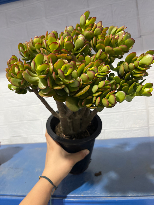 姬红花月盆栽原盆原土