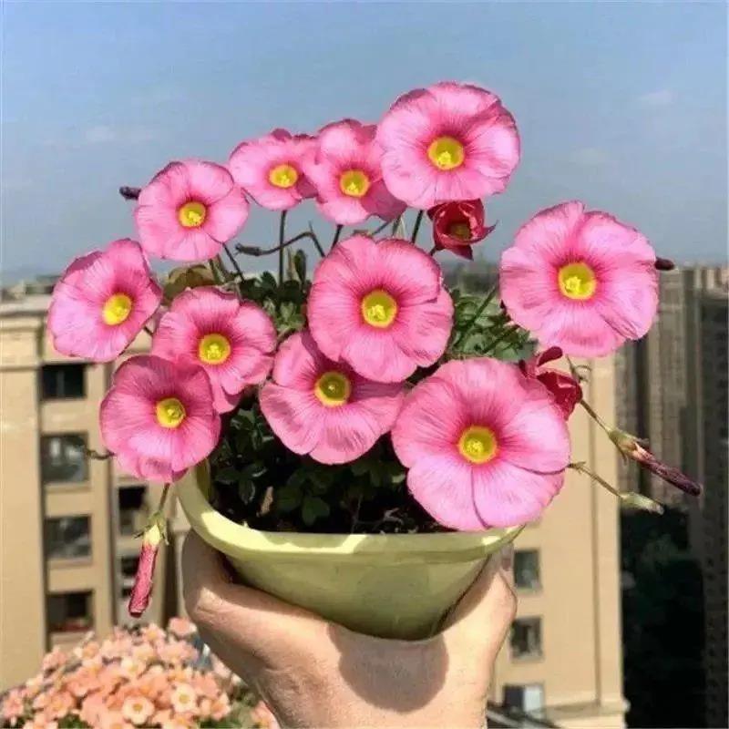 【常年开花】酢浆草种球开花醡浆草庭院花卉植物阳台盆栽