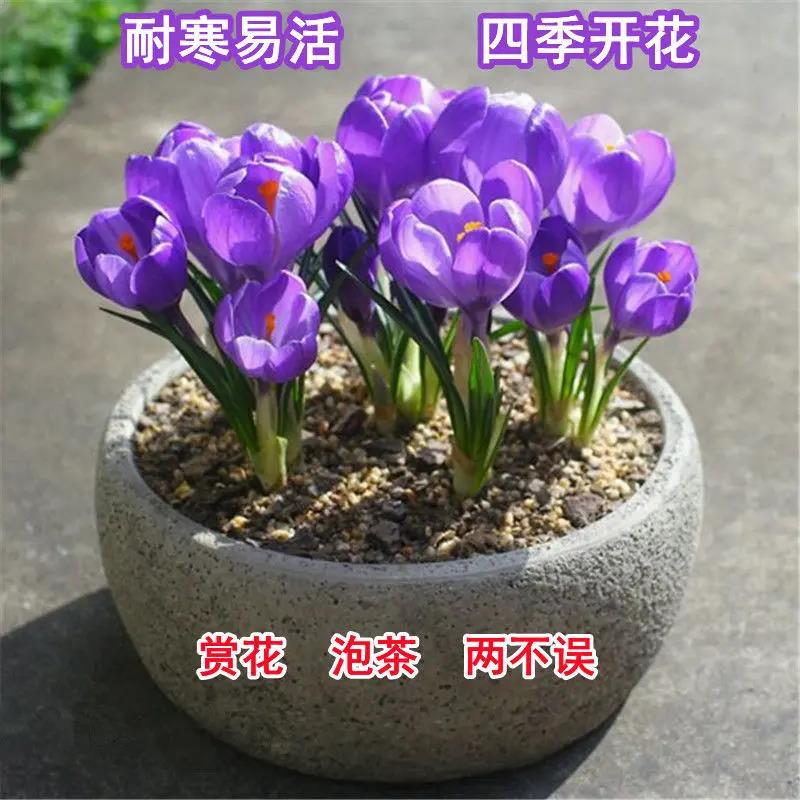 药用藏红花种球番红花种球苗盆栽球根花冬季食用耐寒盆栽大球植物