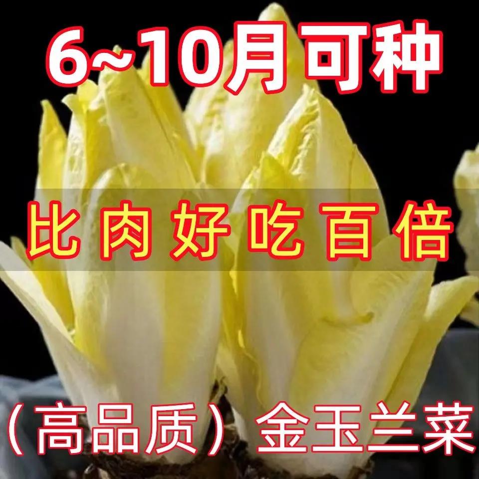 [秋冬种植]精选金玉兰菜欧洲子菜籽菊苣菜四季蔬菜高营养软化