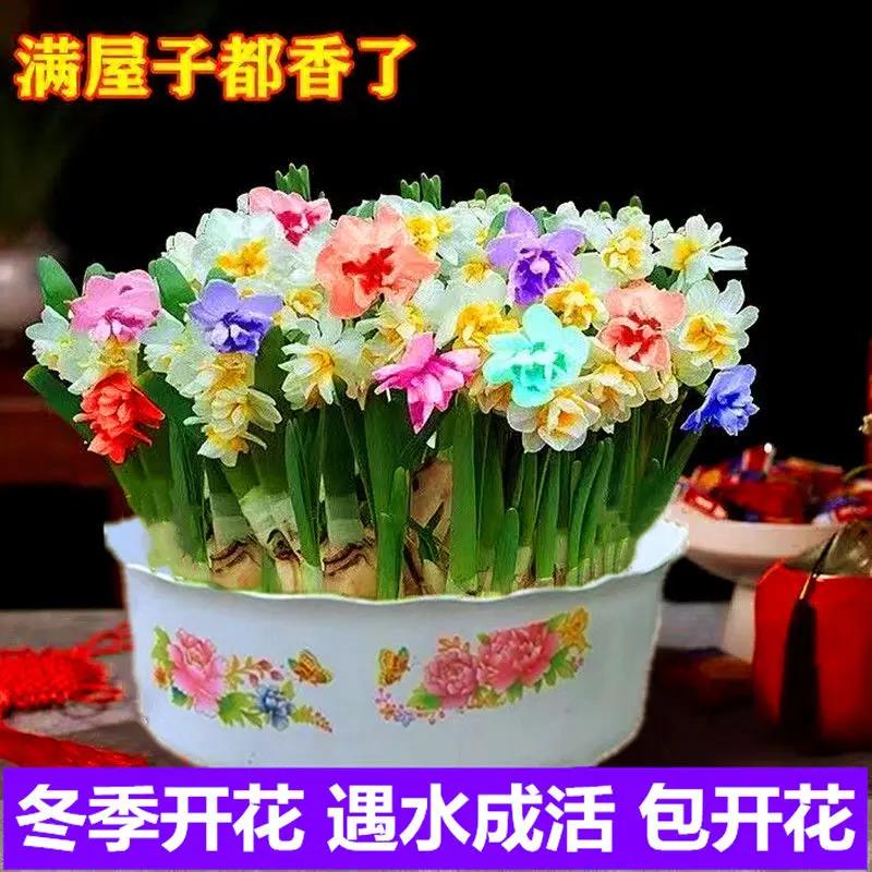 0元领取绿植水仙花种球盆栽阳台水培土培耐寒植物室内浓香水仙花
