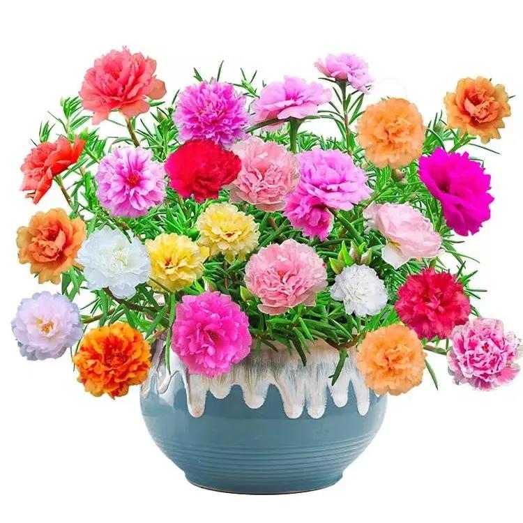 重瓣太阳花种子四季开花阳台室外庭院绿植种籽耐旱晒花园开花不断