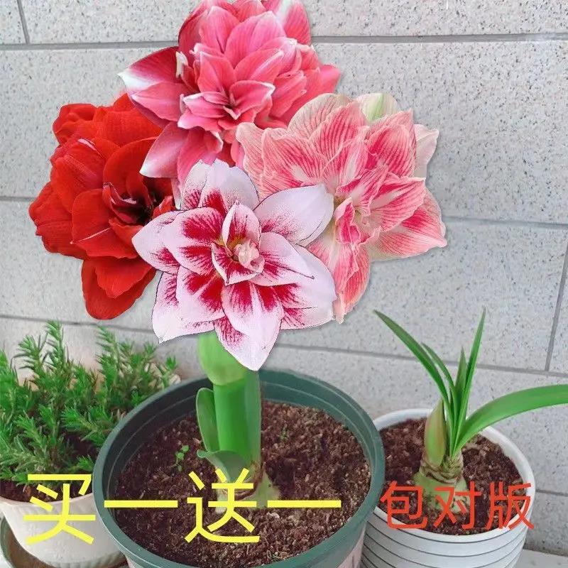 【买一送一】现货荷兰朱顶红种球重瓣清香特色花卉盆栽大球好养活