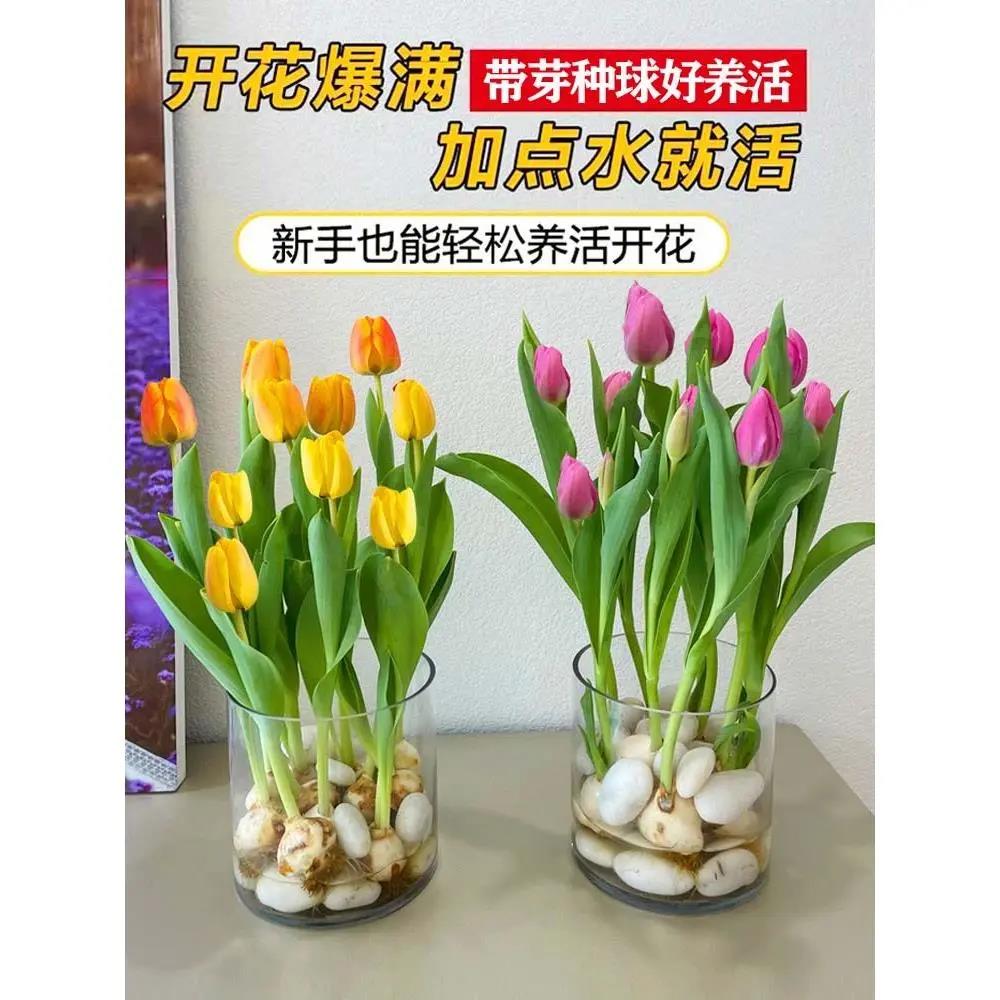 四季开花水培郁金香种球大球室内浓香花卉懒人大苗植物绿植耐寒