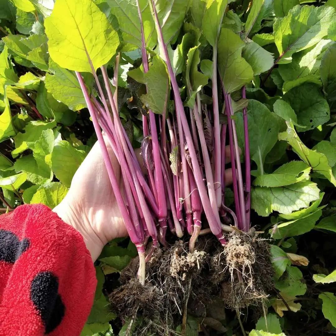 湖北红菜苔苗十月红菜苔种孑武汉洪山菜苔种籽红油菜薹蔬菜苗秧苗