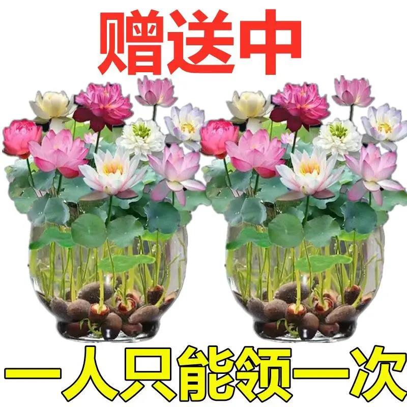 【包出芽】【碗莲种】水培植物室内绿植盆栽开口睡莲荷花户外种植