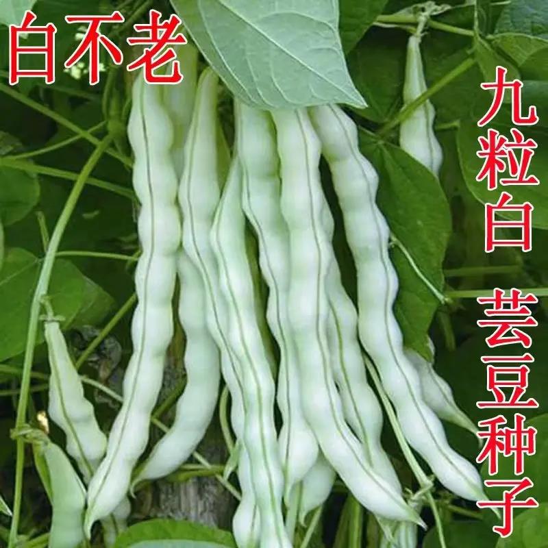 夏秋季专用九粒白芸豆种子白色豆角耐热高产架豆四季豆播蔬菜种子