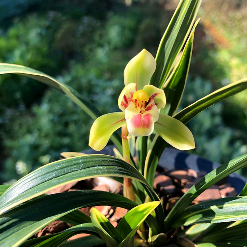 【春兰铭品】矮种金边叶艺彩云荷盆栽兰花