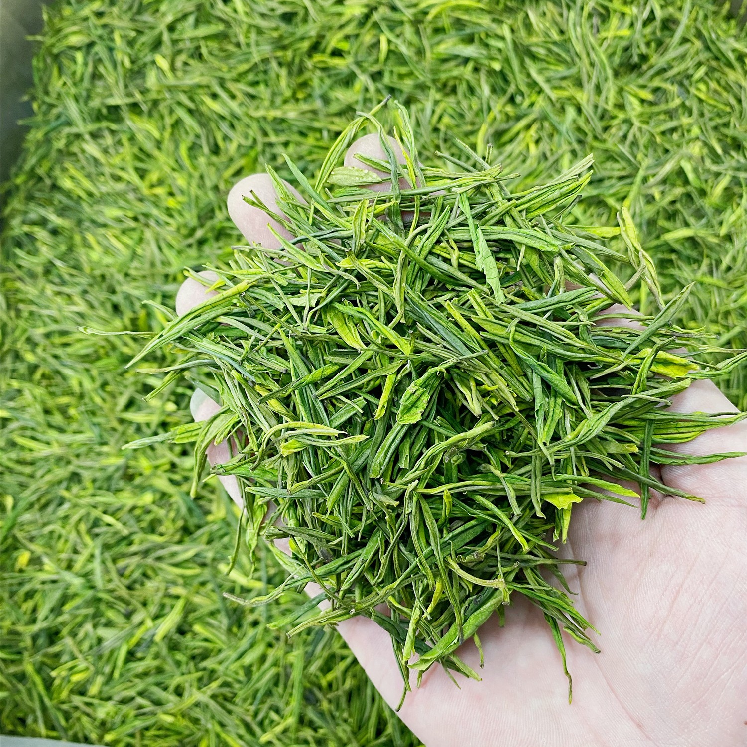 沁河湾【口粮白茶】2025年新茶溪龙原产地安吉白茶雨前春高级茶叶