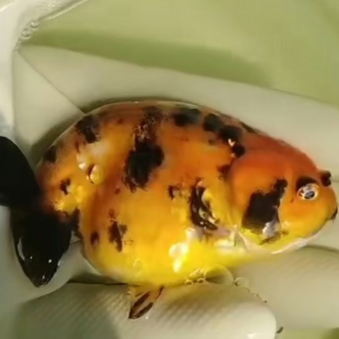 冯氏观赏鱼当岁优质小尾寿