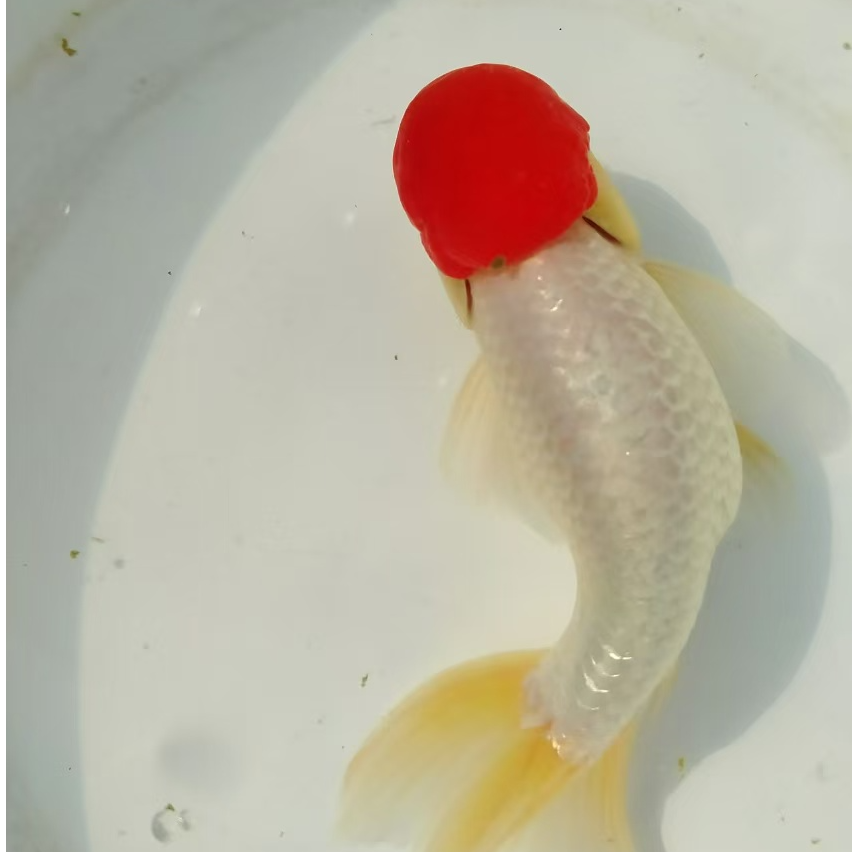 济南冯氏金鱼两岁多鹅头红