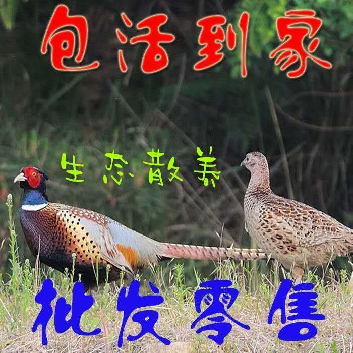 七彩山鸡【不宰杀】顺丰包活到家农家散养大公鸡老母鸡观赏鸡走地鸡