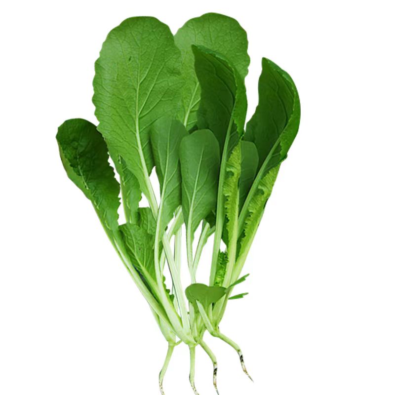 鸡毛菜 新鲜蔬菜 小白茶一斤装