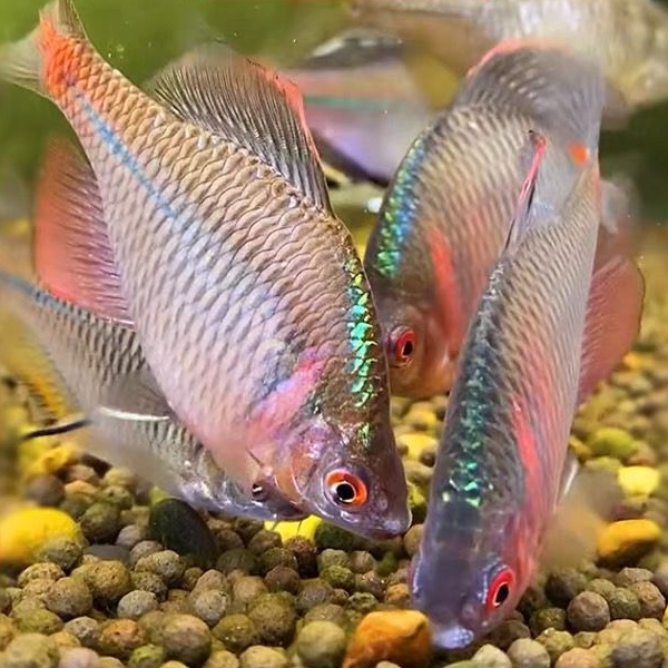 好养淡水观赏鳑鲏鱼七彩石旁皮除藻冷水鱼活体小型鱼苗原生群游鱼