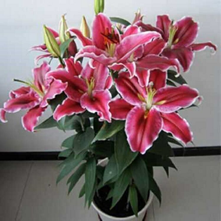 香水百合种球百合花种子花球重瓣百合花室内阳台盆栽地栽绿植花卉