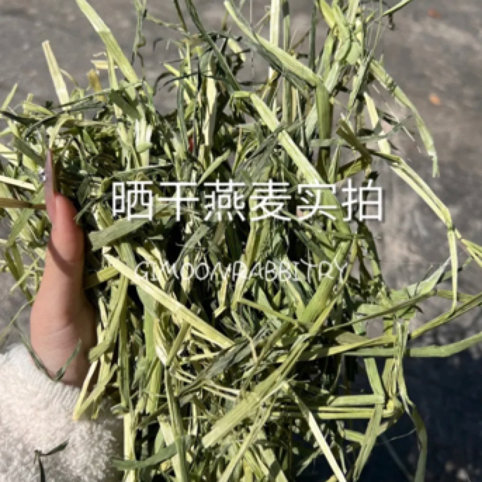 晒干燕麦草 | 丰富粗纤维 | 兔兔荷兰猪龙猫