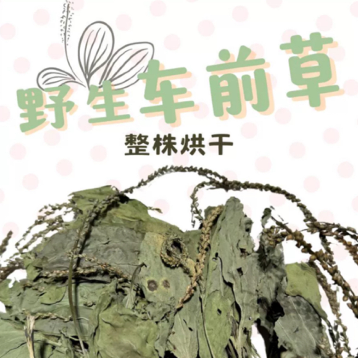 积木兔屋烘干野生车前草兔子荷兰猪龙猫保健干草宠物保健草｜100g