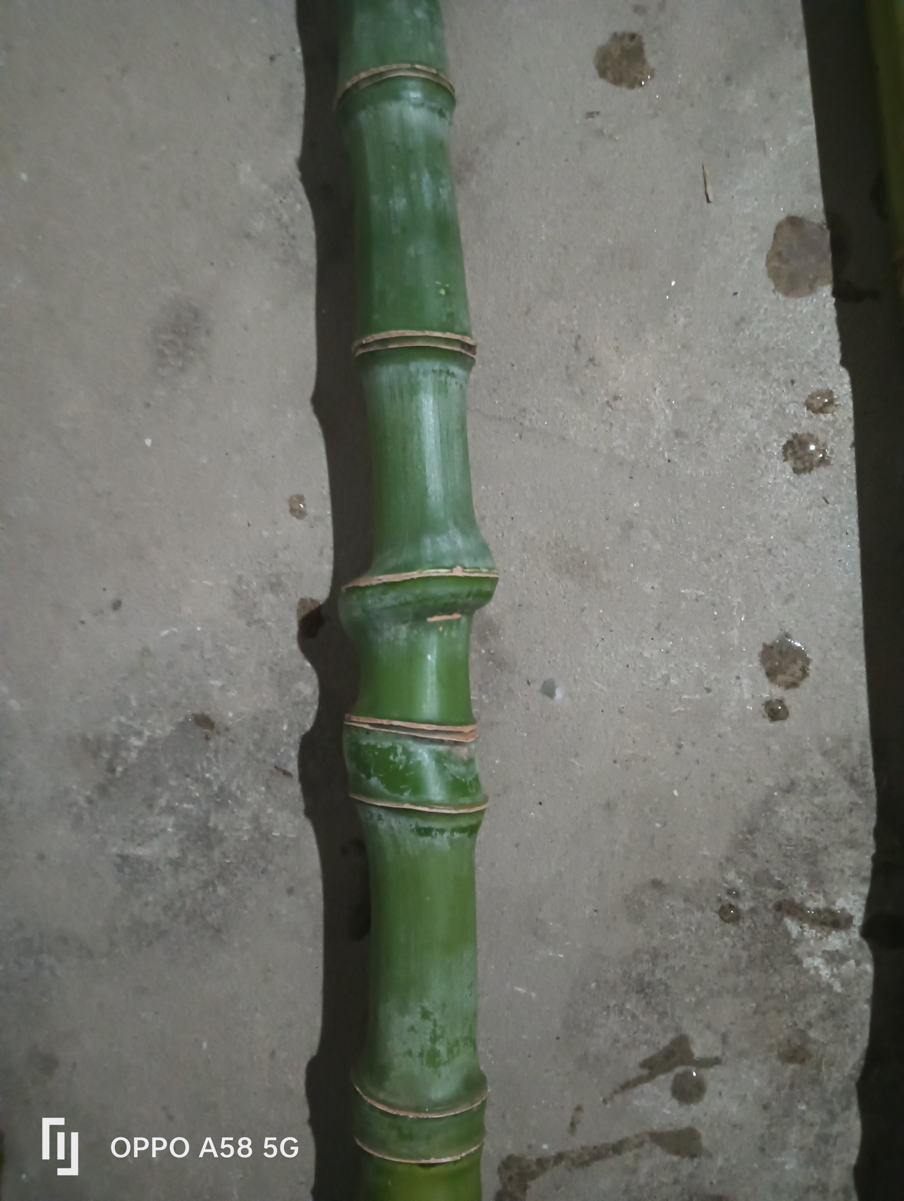 实心玉竹下山料手把件