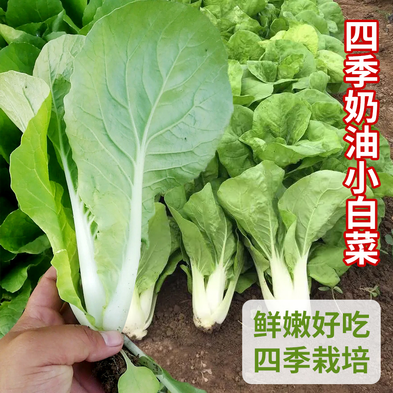 奶油小白菜种子四季蔬菜种子奶油速生小白菜种籽阳台盆栽