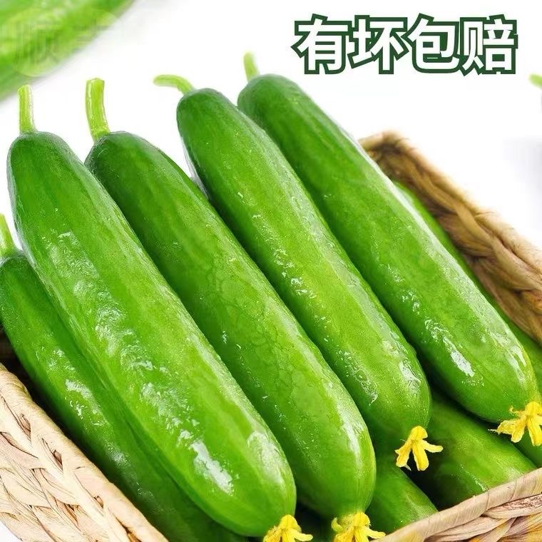 水果黄瓜生吃山东小黄瓜5斤现摘现发小青瓜新鲜水果2-9斤包邮脆嫩