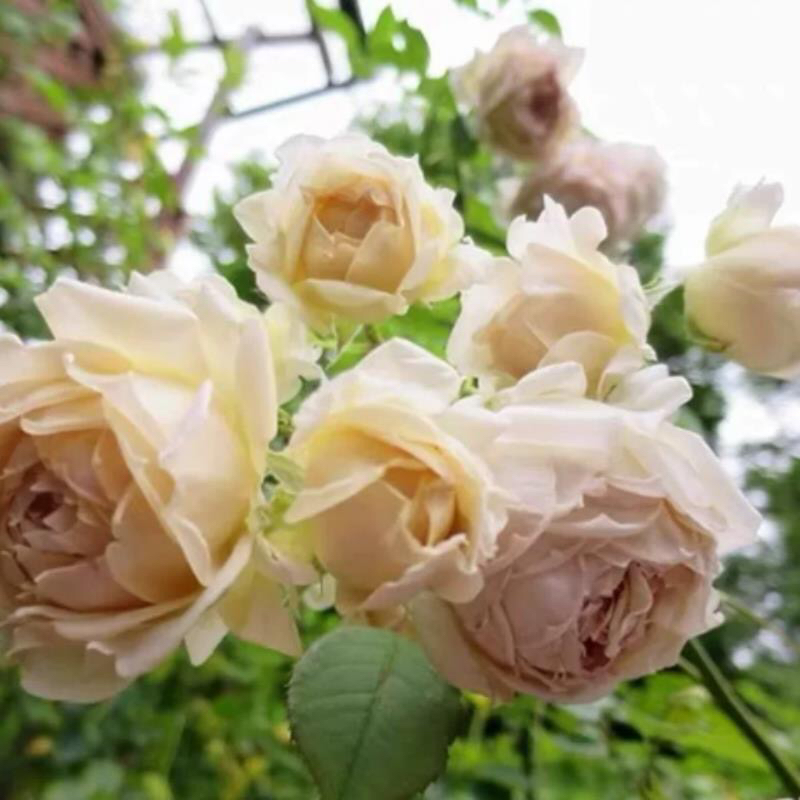 长袍娃娃新品河本纯子玫瑰鲜花月季花大花绿植四季开花庭院花园