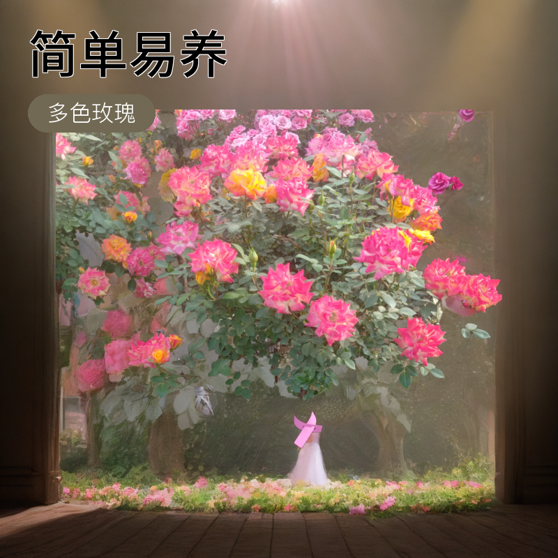 藤彩虹树桩月季藤棒棒糖多色玫瑰四季开花苗花园盆栽带土花卉花香