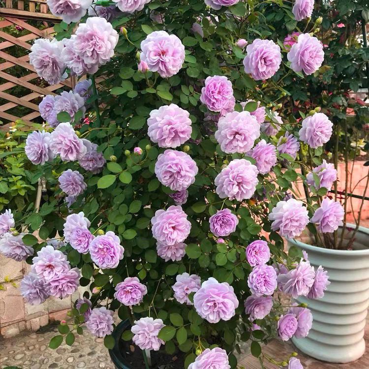 蓝色阴雨月季藤本阳台庭院小型爬藤蔷薇花苗多头四季开花垂吊花卉