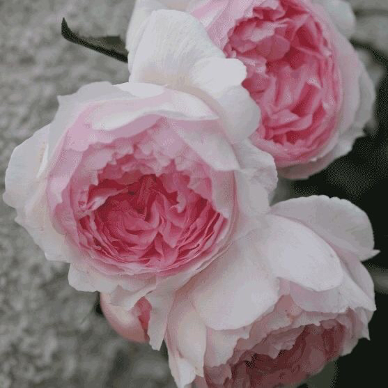 威基伍德月季花苗粉伍德浓香花墙品种阳台庭院植物爬藤蔷薇四季