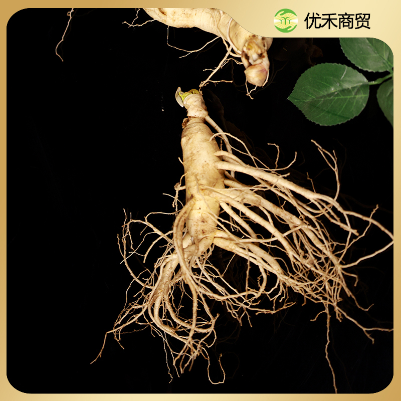 【慧姐专属】长白山新鲜人参足七年高货直生根，爪子参，煲汤泡水