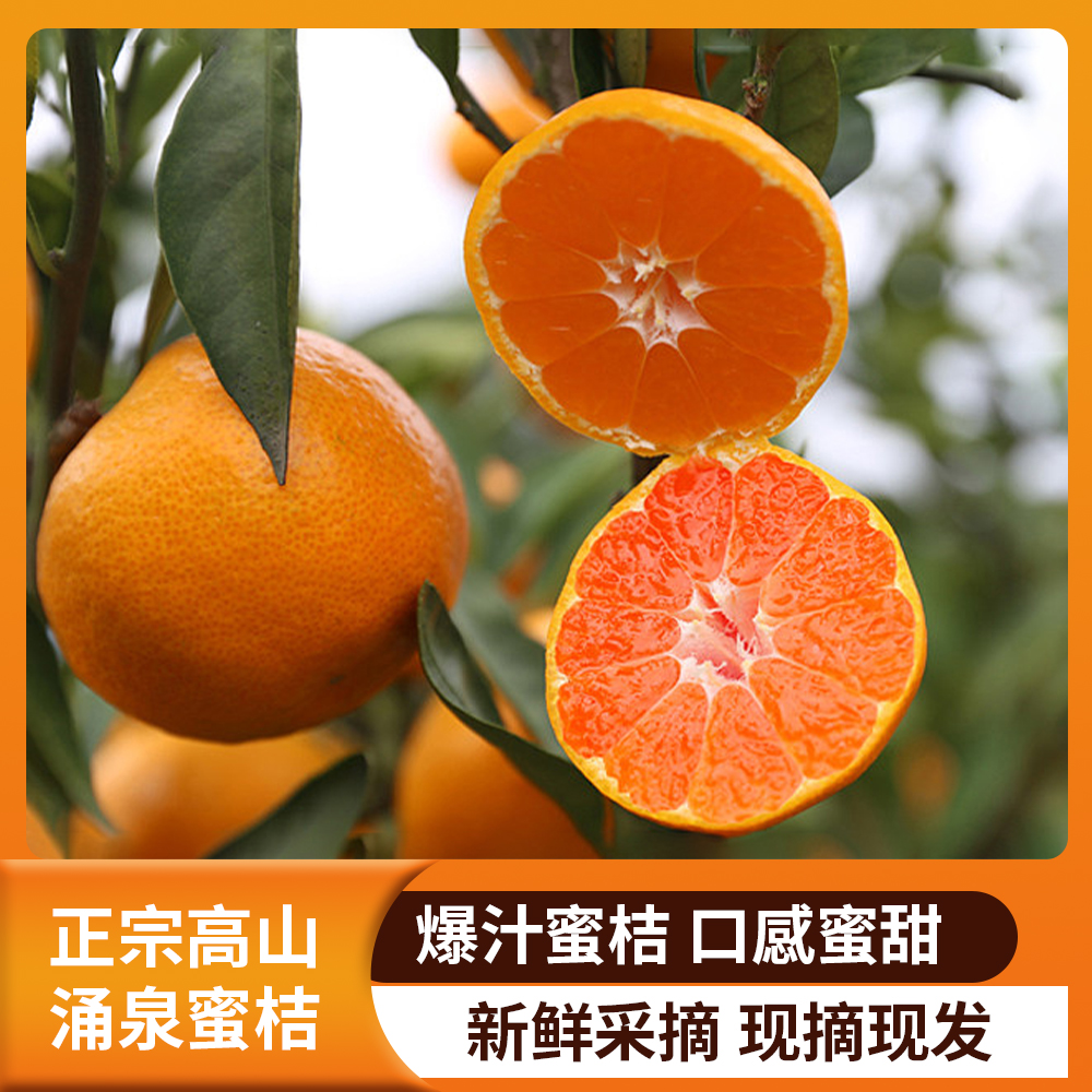 涌泉蜜桔无籽蜜桔青皮蜜桔早熟蜜桔甜蜜桔桔台州橘子薄皮橘子
