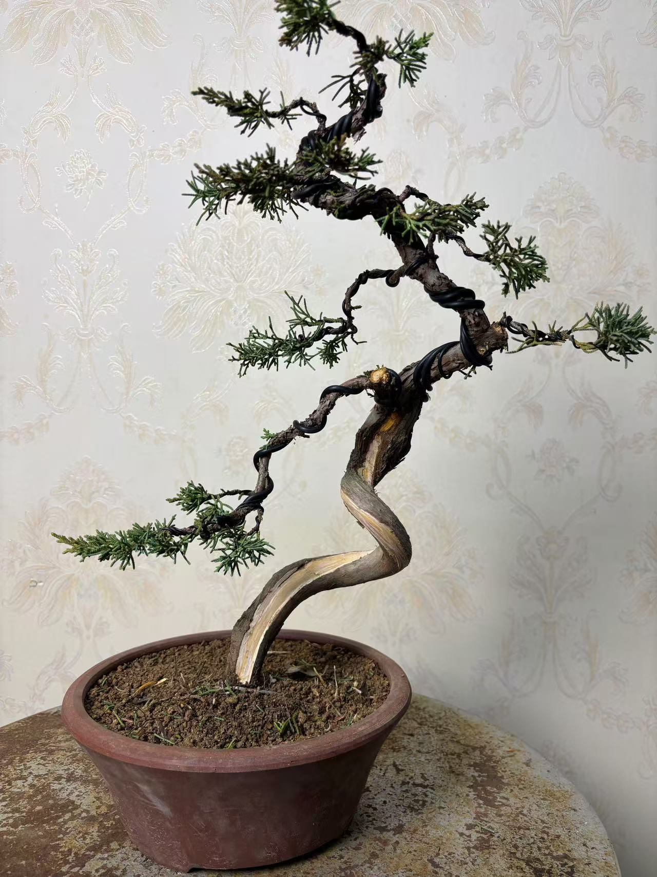 济州真柏素材盆栽