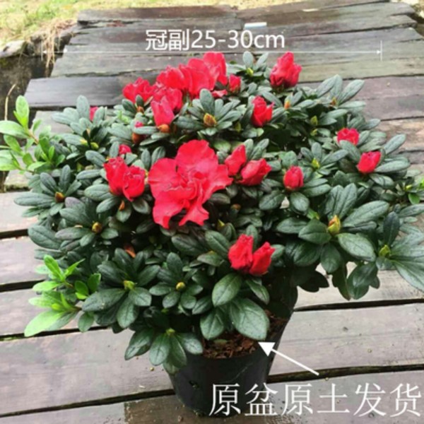 红色杜鹃花盆栽【冠幅25-30cm左右】带花苞花卉植物室内外四季开花