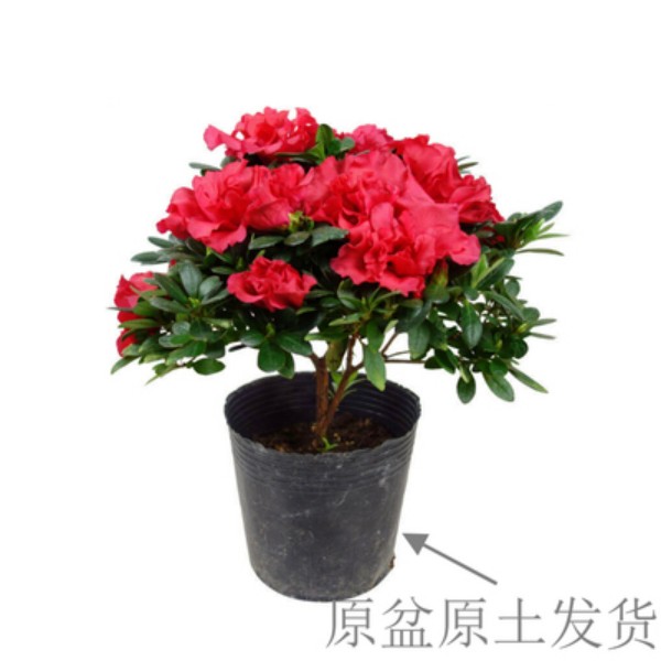 红杜鹃盆栽四季杜鹃花盆栽带花苞大棵花树苗好养花卉植物室内开花