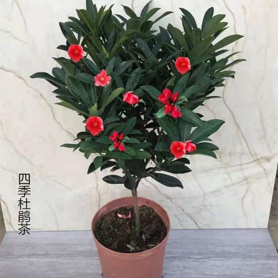 一物一拍 室内植物花卉阳台庭院绿化耐寒易活绿植