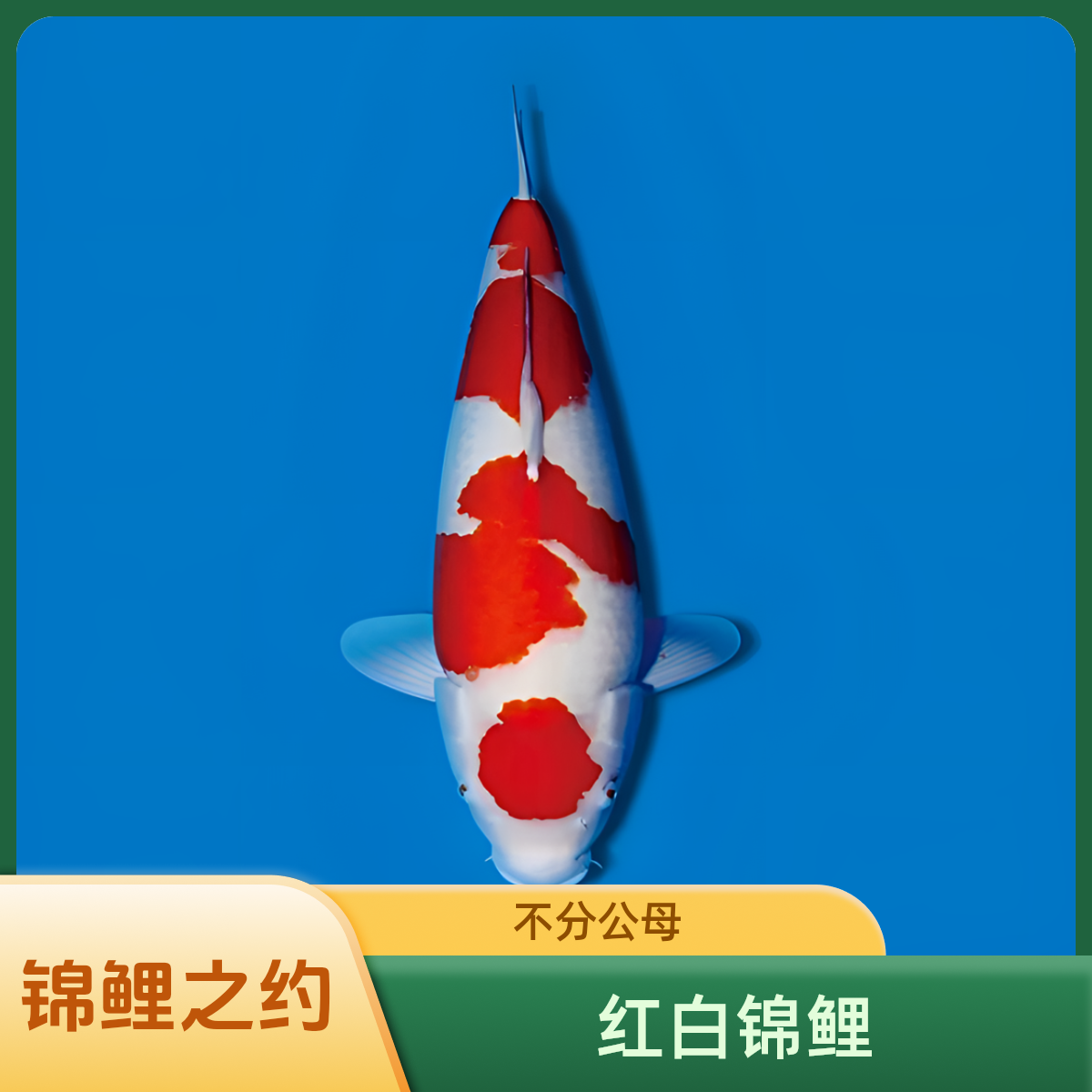1-200精品锦鲤盲拍随机发