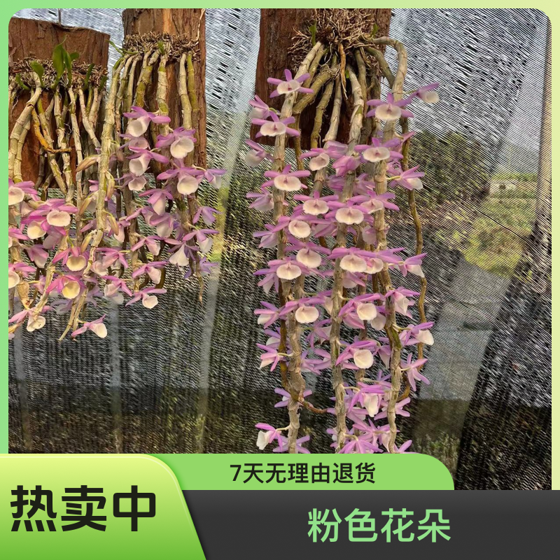 报春板植花卉粉色（浓香型）