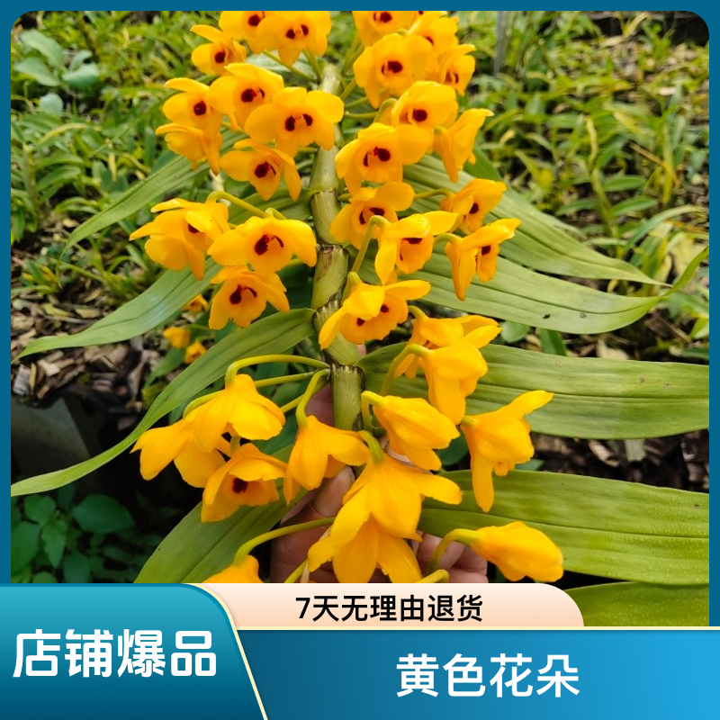 束花花卉盆栽绿植