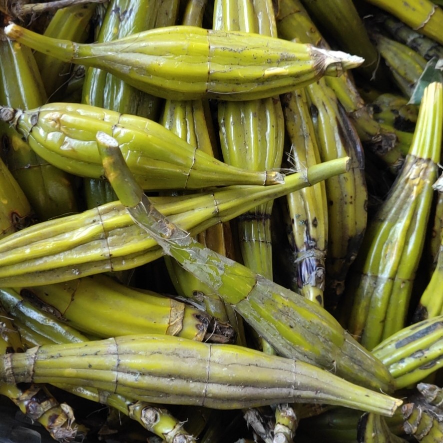 鼓槌石斛鲜条2斤