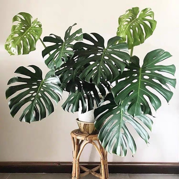 龟背竹Monstera deliciosa网红室内绿植大型盆栽