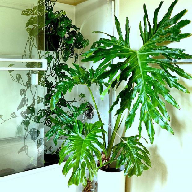 春羽蔓绿绒Philodendronbipinnatifidum龙鳞春羽北欧风植物绿植