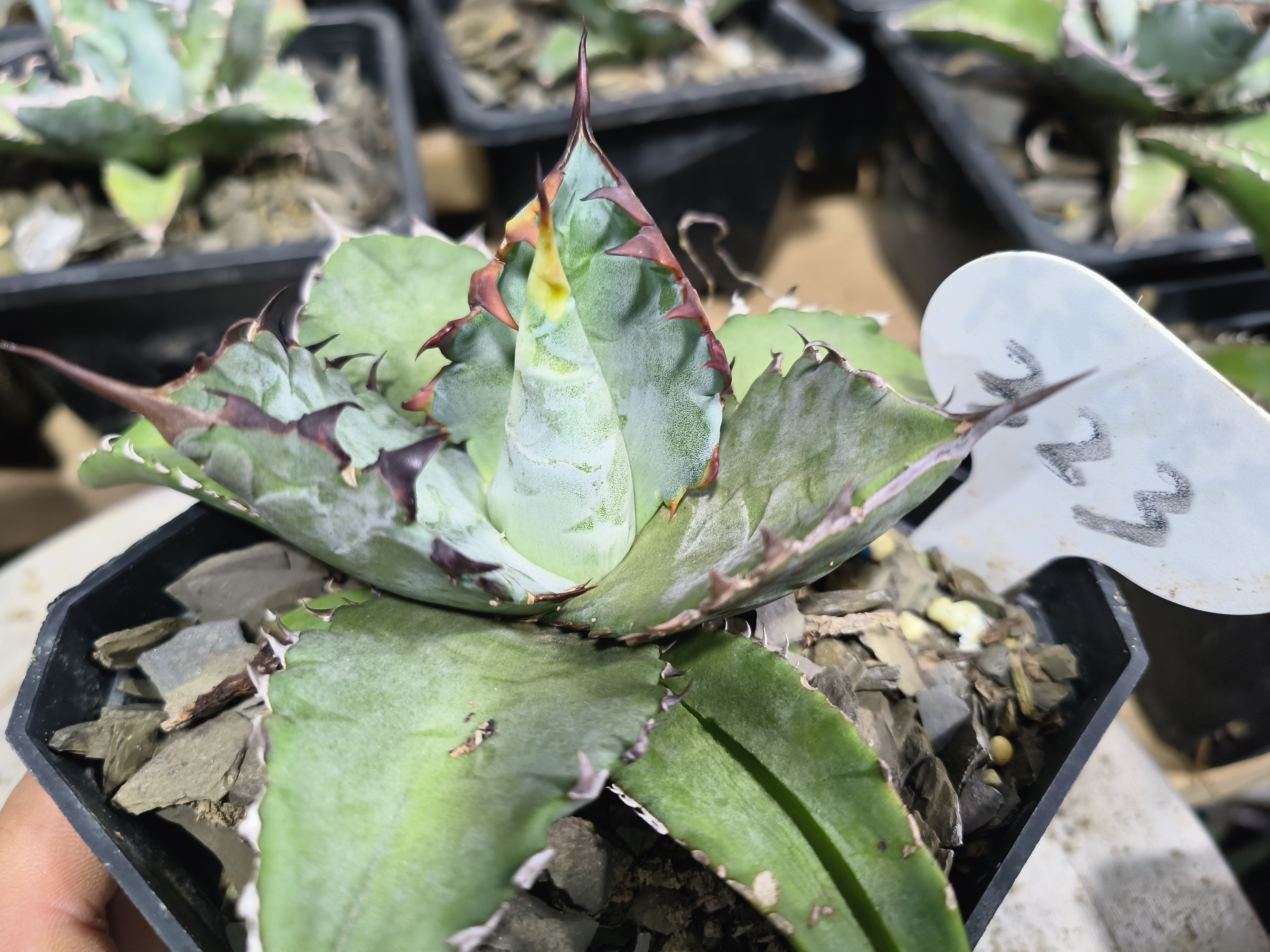 龙舌兰植物    蓝肌仁王冠短宽叶狂刺323