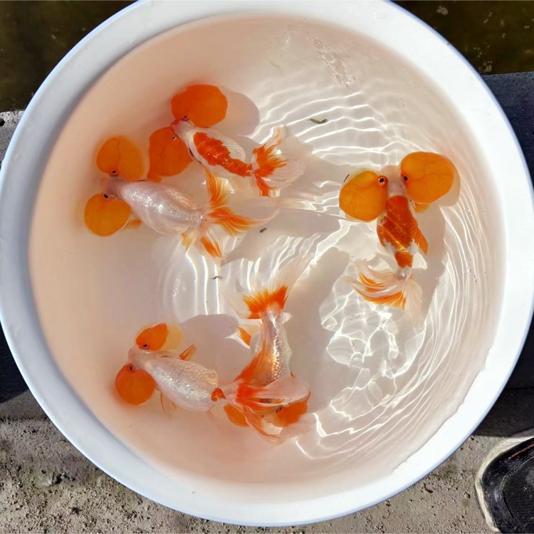 活体观赏鱼好养耐活易照料小红鱼招财鱼风水鱼包邮包活售后无忧