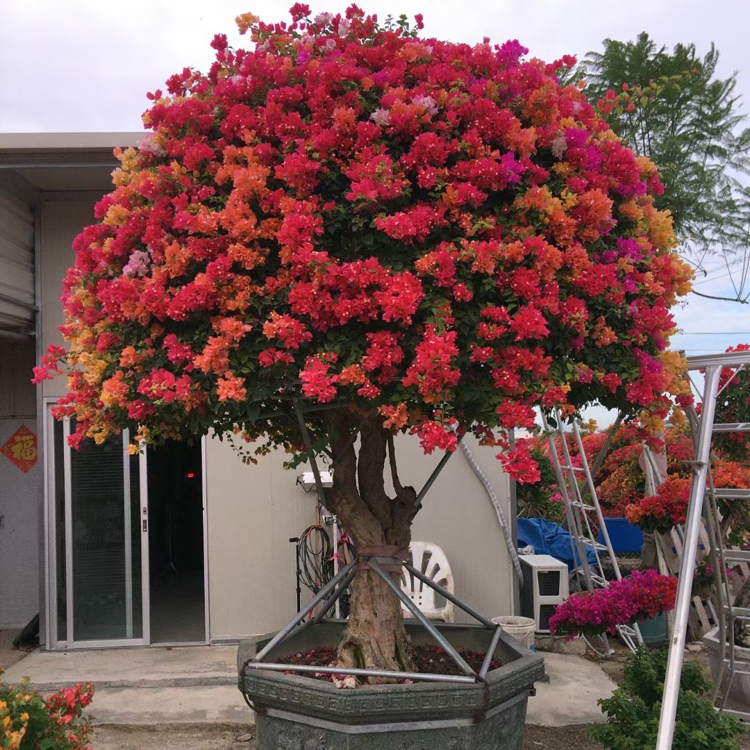 泰国五雀三角梅 四季开花 别墅庭院植物一物一拍