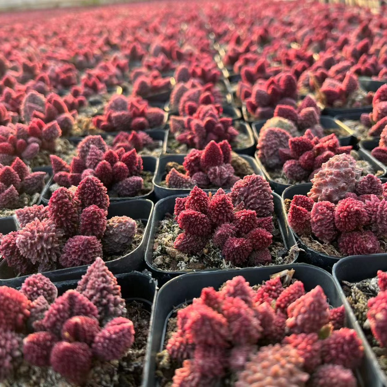 朱紫玉 多肉植物【一物一拍】水泡植物 基地直销 养护简单