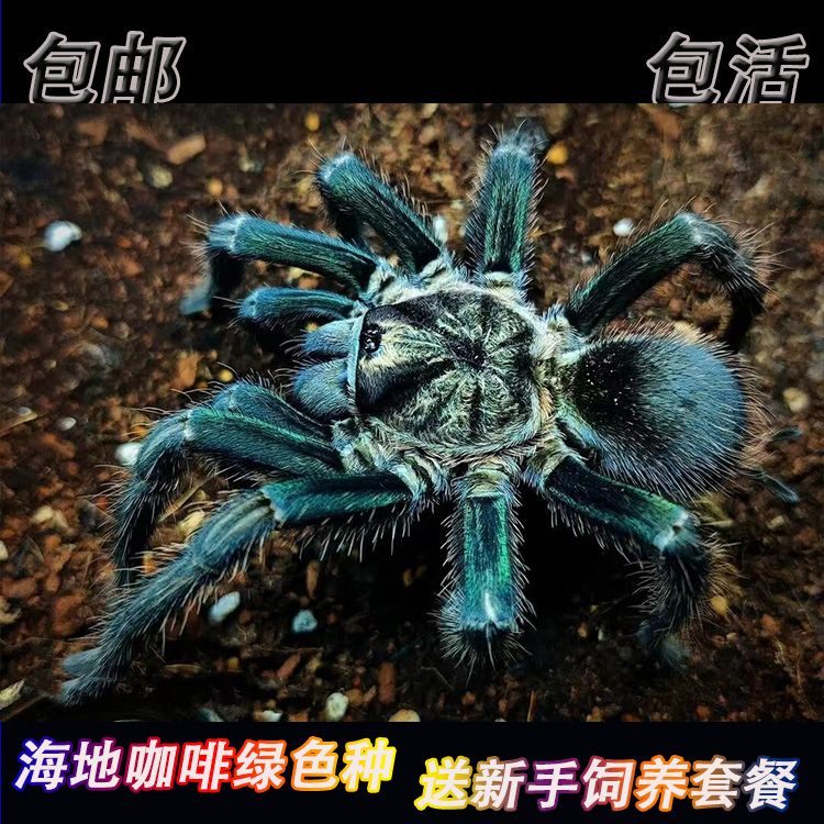 pho属绿色种海地咖啡食鸟蛛2厘米绿海地宠物蜘蛛大型地栖